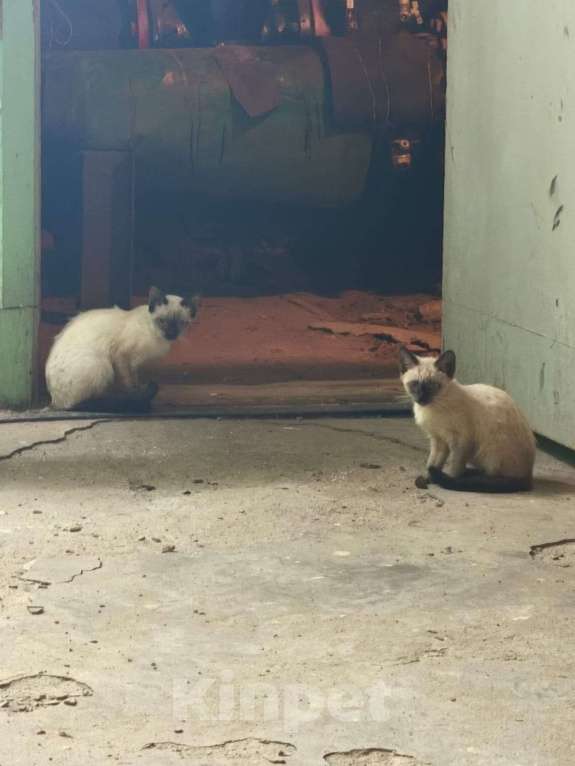 Кошки в Жуковском: Котенок мальчик в добрые руки Мальчик, Бесплатно - фото 9