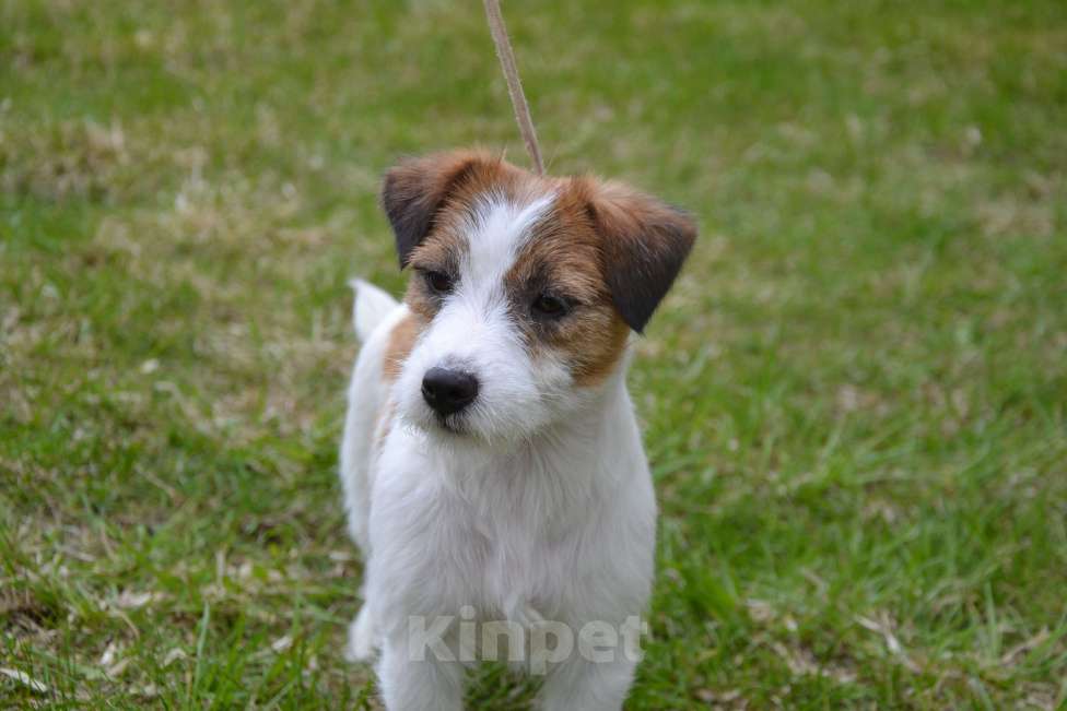 Собаки в Саратове: Девочки джек рассел терьера Девочка, Бесплатно - фото 9