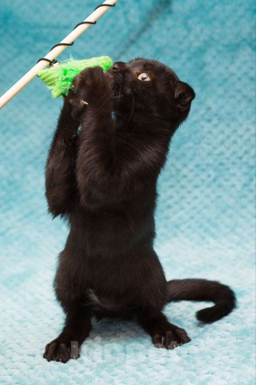 Кошки в Москве: Ласковый котенок в добрые руки Мальчик, Бесплатно - фото 6