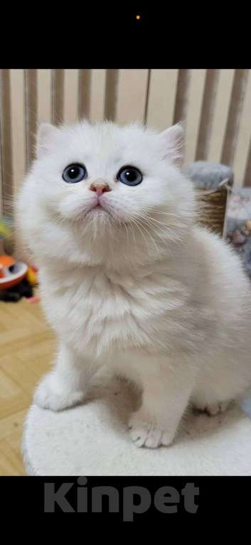 Кошки в Калуге: Серебристая шиншилла  Девочка, 70 000 руб. - фото 8