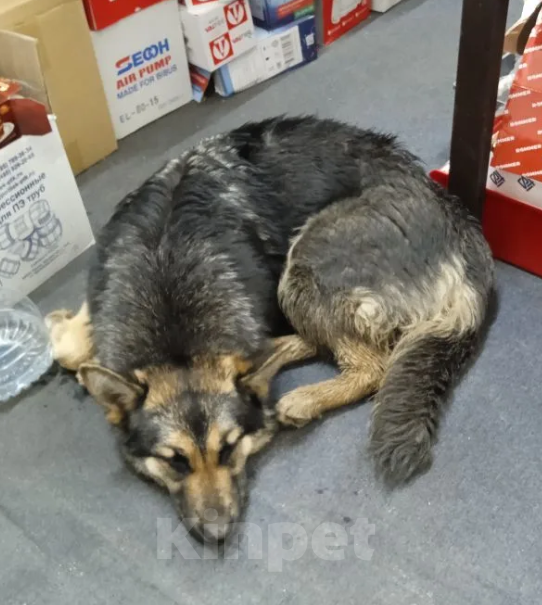 Собаки в Серпухове: Найдена молодая овчарка девочка Девочка, Бесплатно - фото 1