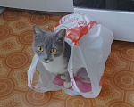 Кошки в Оренбурге: Отдам кошку Девочка, Бесплатно - фото 6