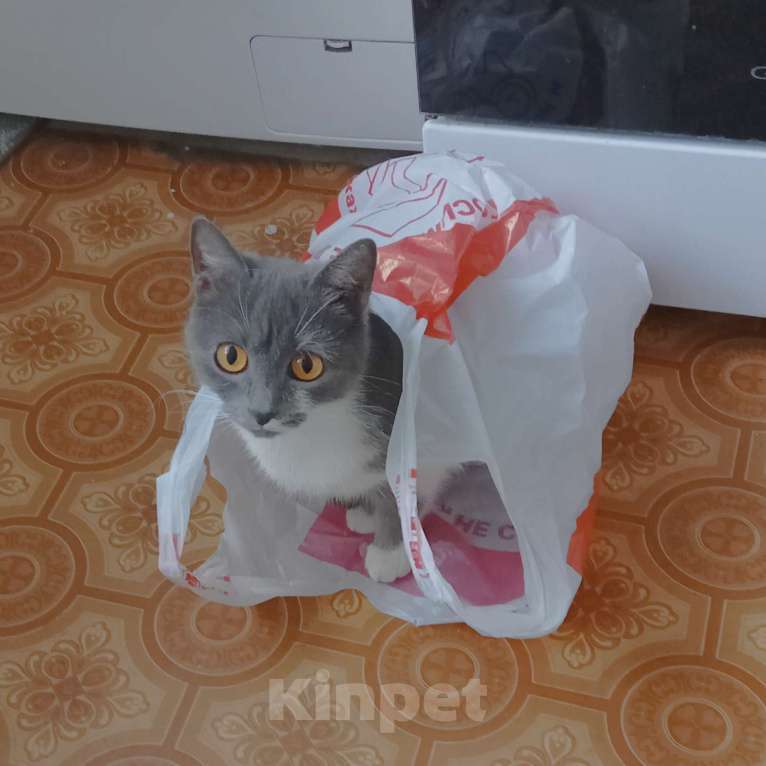 Кошки в Оренбурге: Отдам кошку Девочка, Бесплатно - фото 6