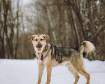Собаки в Москве: собака в добрые руки Мальчик, Бесплатно - фото 4