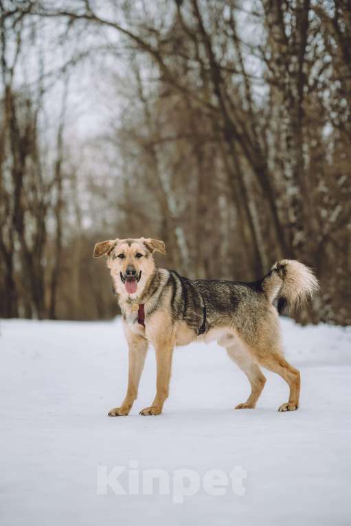 Собаки в Москве: собака в добрые руки Мальчик, Бесплатно - фото 4