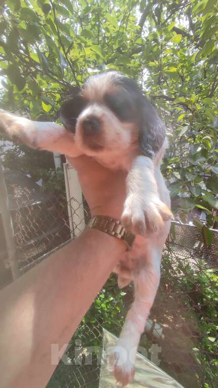 Собаки в Симферополе: Щенки Русский охотничий спаниель Мальчик, 30 000 руб. - фото 6