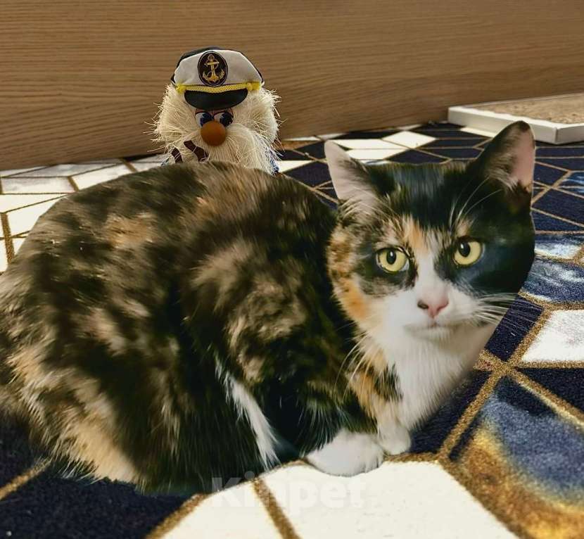 Кошки в Санкт-Петербурге: Кошечка Сонечка в добрые руки Девочка, Бесплатно - фото 2