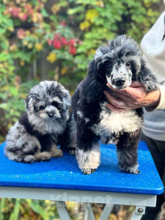 Собаки в Ставрополе: Мраморные мальчики  Мальчик, 85 000 руб. - фото 3