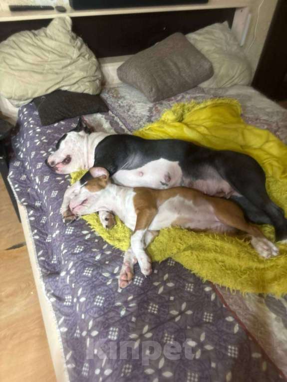 Собаки в Москве: Девочка АСТ Девочка, 25 000 руб. - фото 2