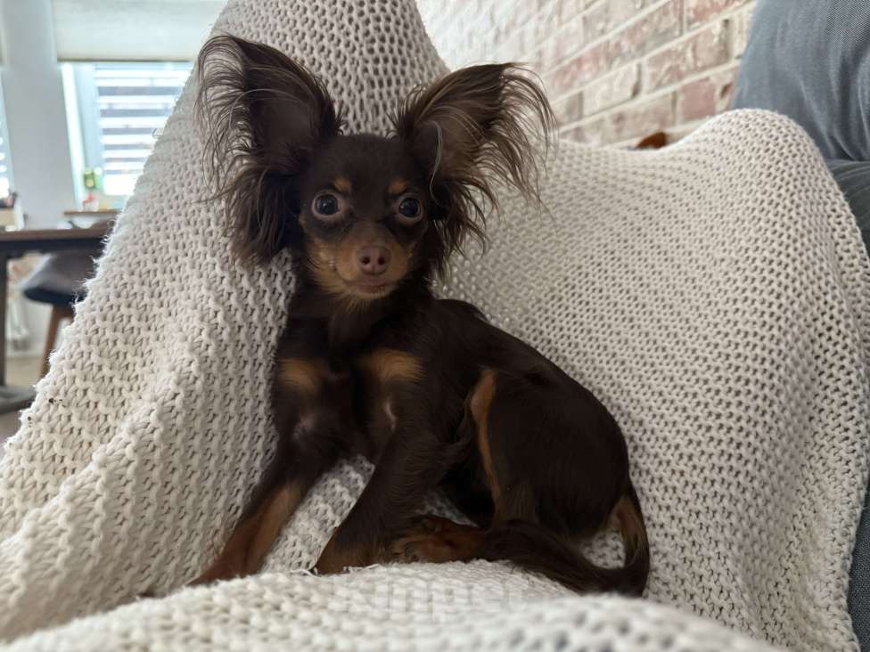 Собаки в других городах Московской области: Девочка той терьер  Девочка, 30 000 руб. - фото 5