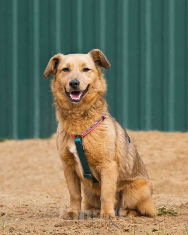 Собаки в других городах Московской области: Нила ищет семью Девочка, Бесплатно - фото 7