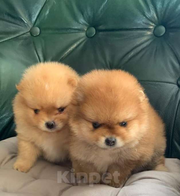 Собаки в Новосибирске: Шпицы Мальчик, 25 000 руб. - фото 3