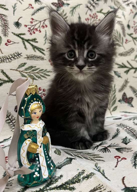 Кошки в Томске: Резервирование котят от титулованных родителей Девочка, 40 000 руб. - фото 1