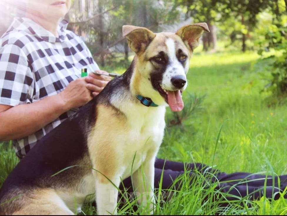 Собаки в Балашихе: щенка выкинули на трассе из машины Девочка, Бесплатно - фото 3