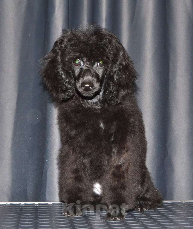 Собаки в Глазове: Овечкин Мальчик, 30 000 руб. - фото 4