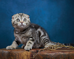 Кошки в Барнауле: Котик-фолд Вилли🤎 Мальчик, Бесплатно - фото 4