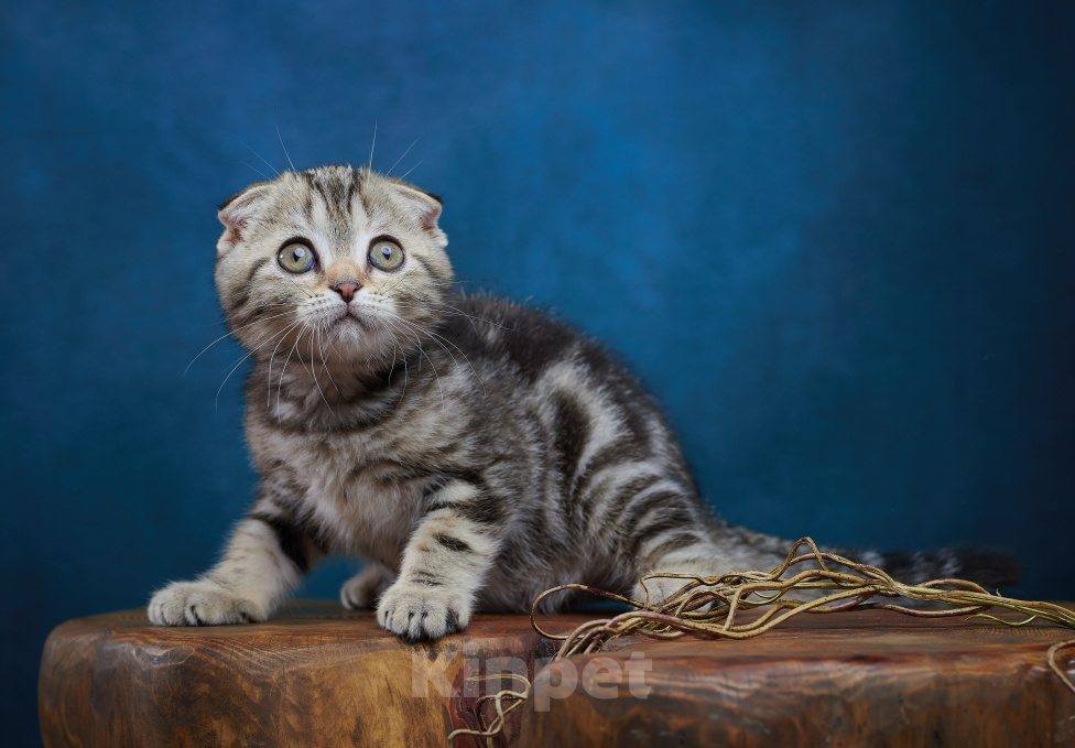 Кошки в Барнауле: Котик-фолд Вилли🤎 Мальчик, Бесплатно - фото 4