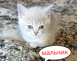 Кошки в Санкт-Петербурге: Шотландский котенок Мальчик, 15 000 руб. - фото 1