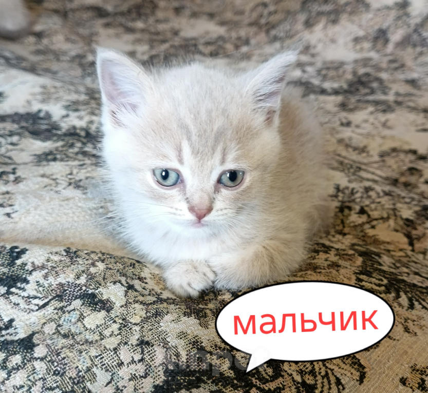 Кошки в Санкт-Петербурге: Шотландский котенок Мальчик, 15 000 руб. - фото 1