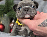 Собаки в Москве: Щенки французского бульдога Девочка, 20 000 руб. - фото 1