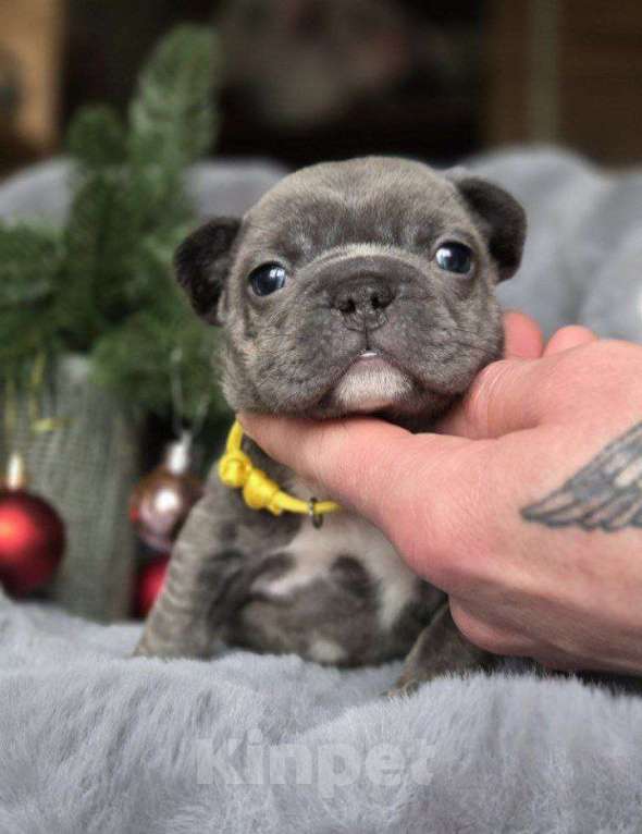 Собаки в Москве: Щенки французского бульдога Девочка, 20 000 руб. - фото 1