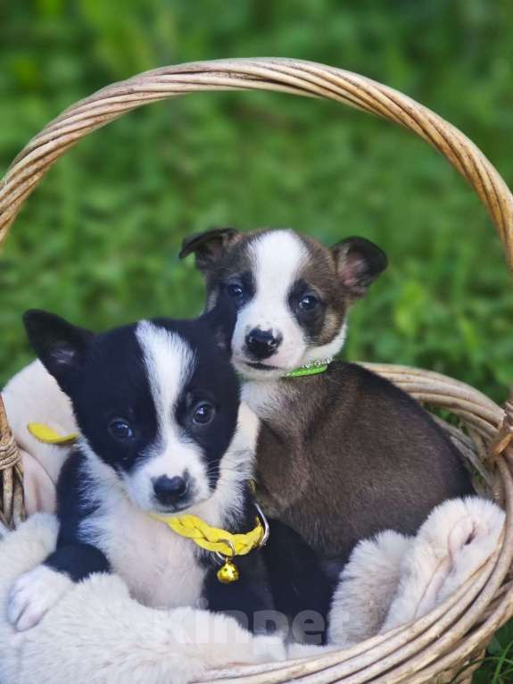 Собаки в Красногорске: Щенок Дилан 1 месяц ищет дом Мальчик, Бесплатно - фото 2