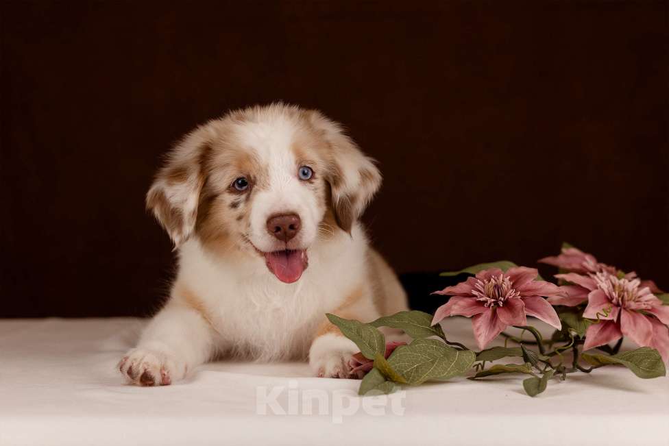 Собаки в Нижнем Новгороде: Питомник предлагает щенков Миниатюрной Американской овчарки Разнополые, Бесплатно - фото 1