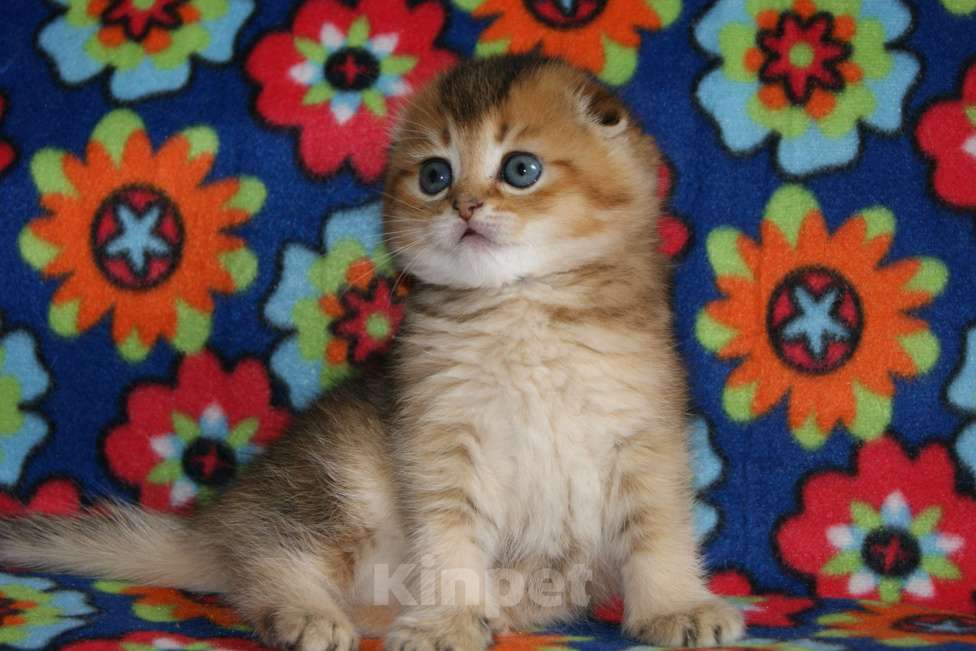 Кошки в Москве: золотой мальчик Мальчик, 35 000 руб. - фото 6