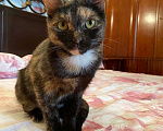 Кошки в Москве: Кошечка Сима, которую обижали люди ищет добрый дом  Девочка, Бесплатно - фото 2