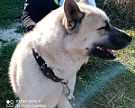 Собаки в Брянске: Пропала собака Мальчик, 2 руб. - фото 1