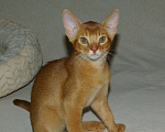 Кошки в Орле: Абиссинские котята Девочка, 20 000 руб. - фото 6