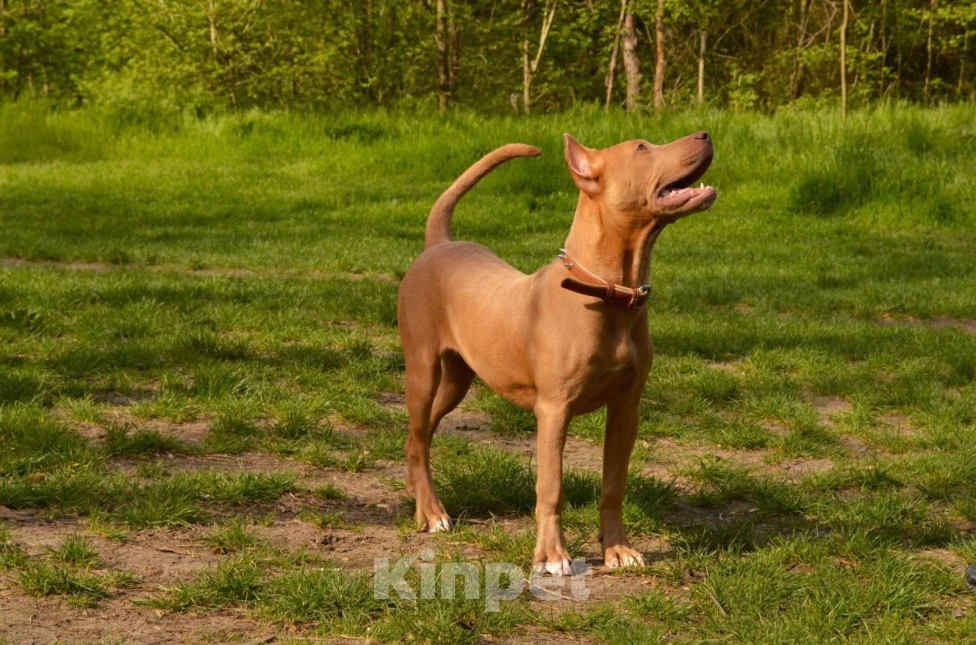 Собаки в Керчи: В добрые руки Девочка, Бесплатно - фото 3