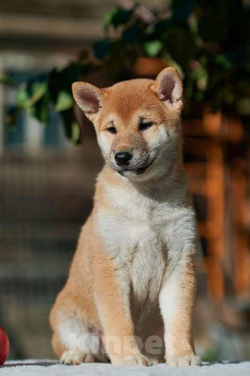 Собаки в Челябинске: Сиба-ину, щенок, РКФ  Девочка, 45 000 руб. - фото 1