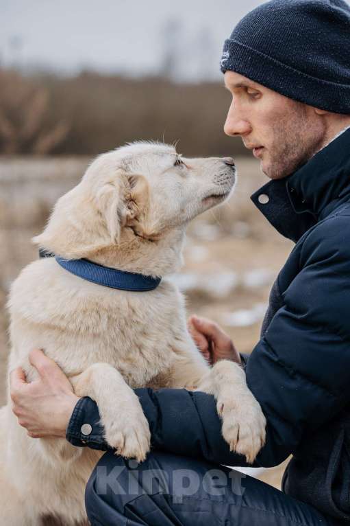 Собаки в Москве: Компаньон Девочка, Бесплатно - фото 3