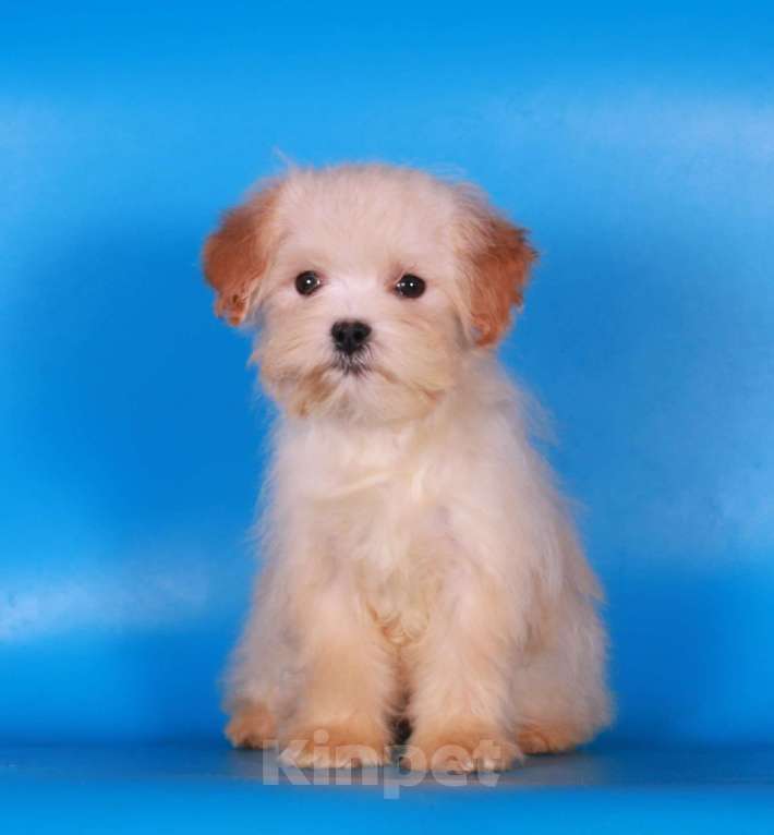 Собаки в Москве: мальтипу  девочки мини Девочка, 100 000 руб. - фото 4