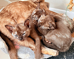 Кошки в других городах Башкортостана: Котята Девочка, Бесплатно - фото 8