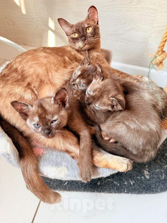 Кошки в других городах Башкортостана: Котята Девочка, Бесплатно - фото 8