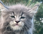 Кошки в Санкт-Петербурге: Мейн кун котята  Мальчик, 60 000 руб. - фото 2