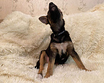 Собаки в Санкт-Петербурге: Миниатюрная овчарочка-щенок Девочка, Бесплатно - фото 2