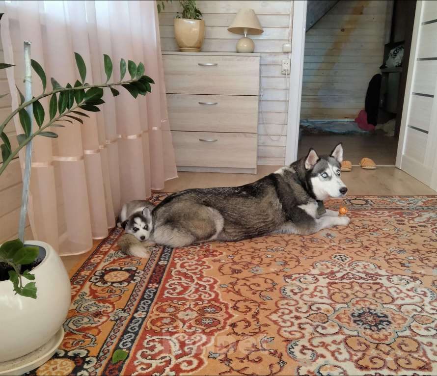 Собаки в Ярославле: Щенки хаски сибирской Девочка, 7 000 руб. - фото 2