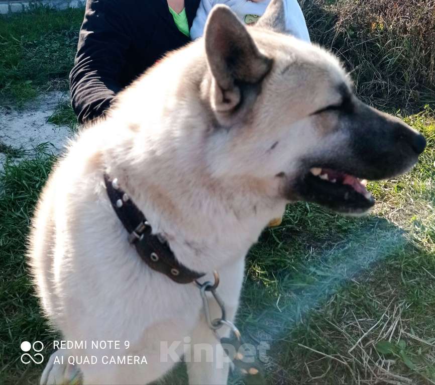 Собаки в Брянске: Пропала собака Мальчик, 2 руб. - фото 1
