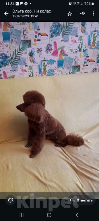 Собаки в Санкт-Петербурге: Мальчик малого(среднего)пуделя , Питер Мальчик, 45 000 руб. - фото 3