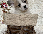 Собаки в Дубне: Премиум Щенки Вельш - корги пемброк .   Мальчик, 70 000 руб. - фото 7