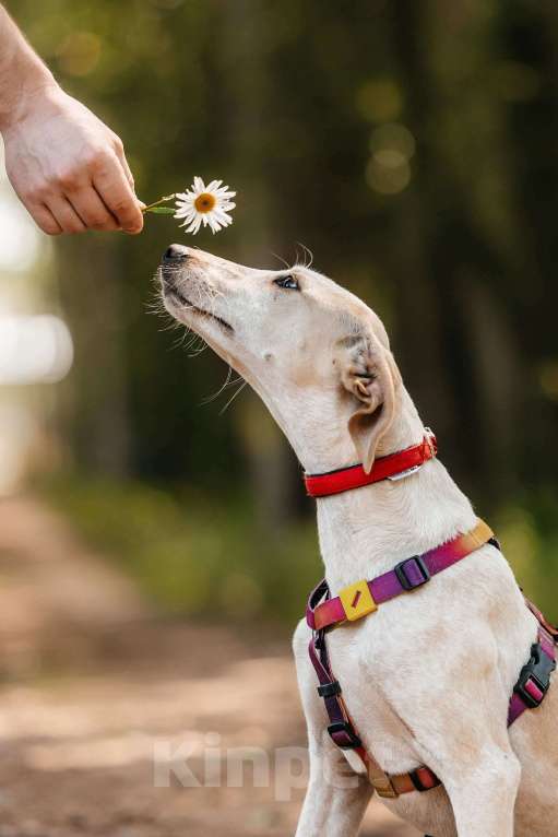 Собаки в Москве: Метис уиппета Латифа в добрые руки Девочка, 1 руб. - фото 3