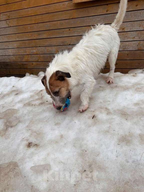 Собаки в Санкт-Петербурге: Милашка джек-рассел-терьер ищет дом Мальчик, Бесплатно - фото 3