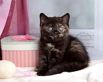 Кошки в Мурином: Британская кошечка окраса черный черепаховый Девочка, 30 000 руб. - фото 5