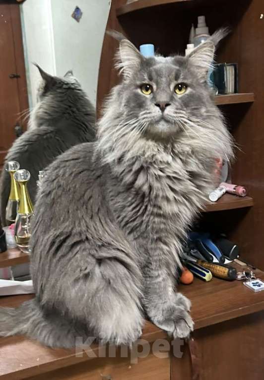 Кошки в Твери: мейн кун котята Мальчик, 40 000 руб. - фото 5