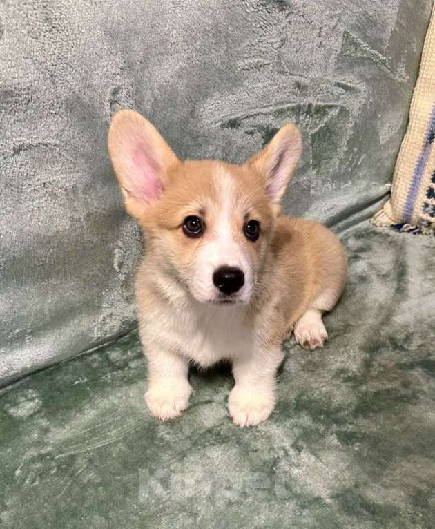 Собаки в Москве: Мальчик 2 Мальчик, 35 000 руб. - фото 3