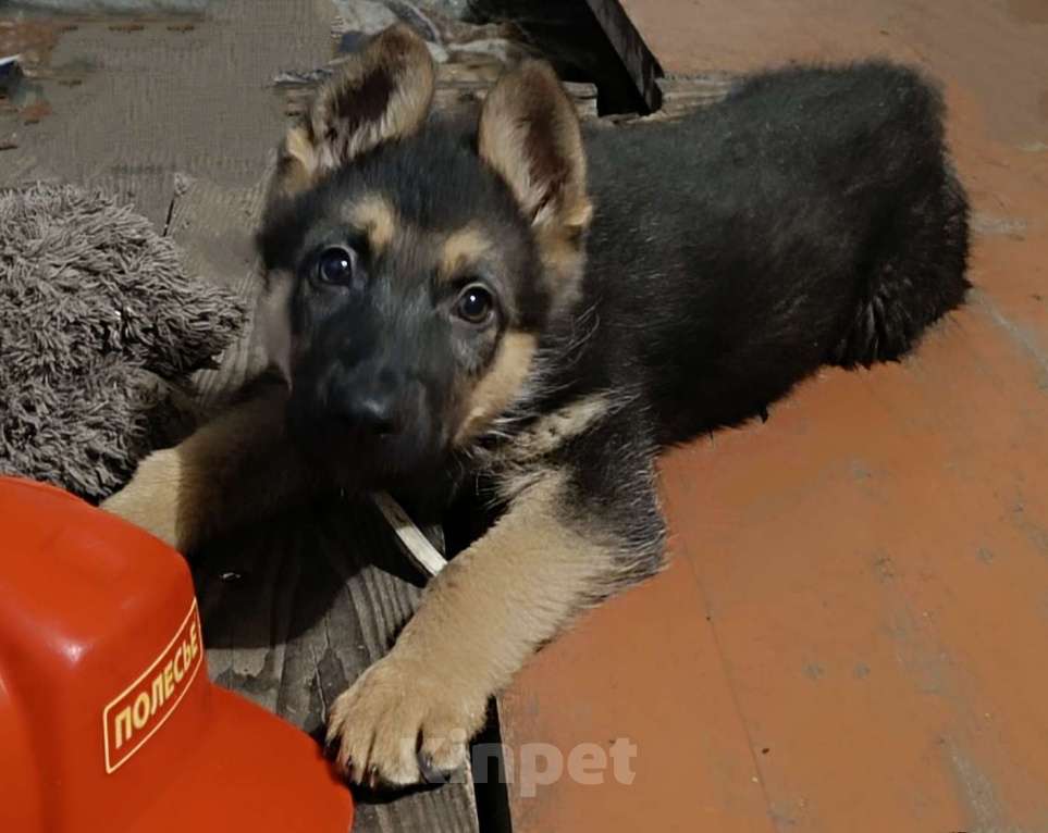 Собаки в Новоалтайске: Немецкая овчарка Мальчик, 15 000 руб. - фото 1