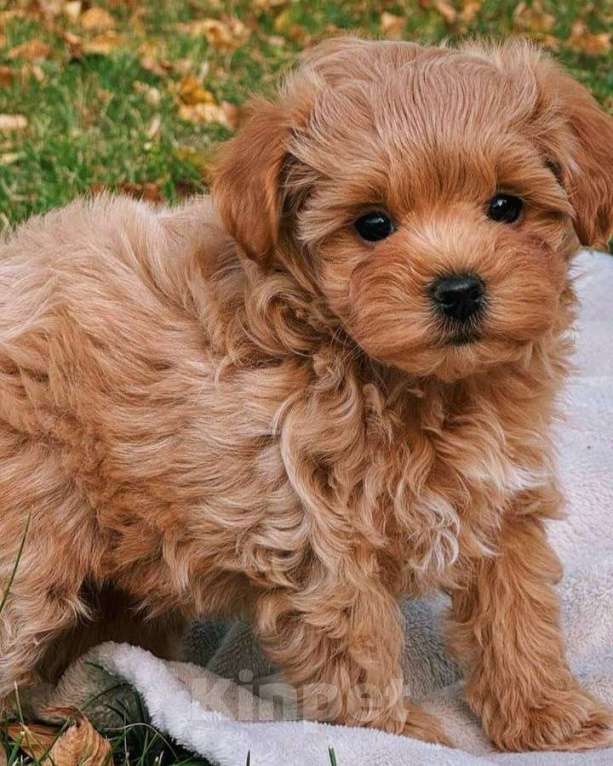 Собаки в Волгограде: Мальтипу F1, щенок Мальчик, 180 000 руб. - фото 5